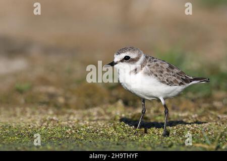 pluvier de kentish (Charadrius alexandrinus), debout sur la plage, Espagne, Andalousie Banque D'Images