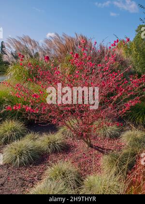 Buisson à ailes, wahoo, euonymus à ailes, arbre-broche à ailes (Euonymus alata, Euonymus alatus), buisson avec feuilles d'automne rouges, Allemagne, Hambourg, Banque D'Images