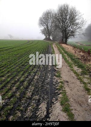 Champ fraîchement fertilisé en hiver, Allemagne, Rhénanie-du-Nord-Westphalie Banque D'Images