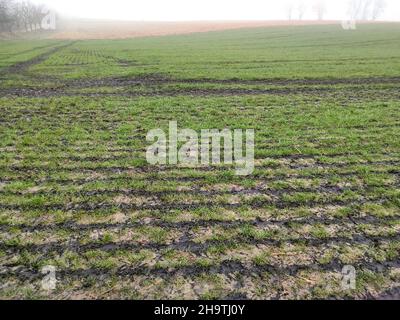 Champ fraîchement fertilisé en hiver, Allemagne, Rhénanie-du-Nord-Westphalie Banque D'Images