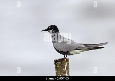 Sterne noire (Chlidonias niger), adulte assis sur un poste dans l'eau, pays-Bas, Frison Banque D'Images