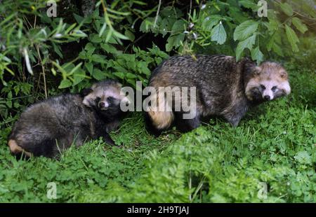 Chien de raton laveur (Nyctereutes procyonoides), deux chiens de raton laveur au bord de la forêt, Allemagne Banque D'Images