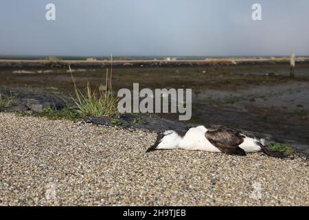 guillemot à guillemot commun (Uria aalge), guillemot mort lavé sur la côte , pays-Bas, Texel, de Cocksdorp Banque D'Images