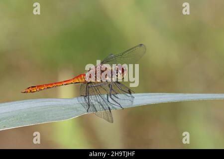 Ruddy sympetrum, Ruddy darter (Sympetrum sanguineum), homme assis sur une lame de roseau, pays-Bas, Overijssel, parc national de Weerribben-Wieden Banque D'Images