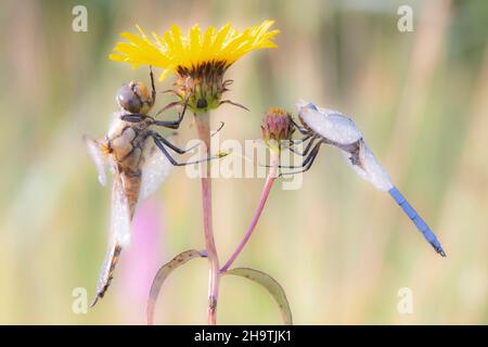 Écumoire (Orthetrum coerulescens), couple sur une fleur, Allemagne, Bavière Banque D'Images