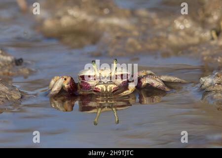 Crabe fiddler marocain, crabe fiddler européen (Uca tangeri), femme assise en eau peu profonde, vue de face, Espagne, Andalousie, Sanlucar de Barrameda Banque D'Images