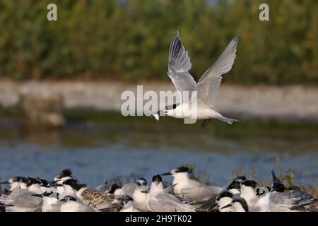 Sterne sandwich (Sterna sandvicensis, Thalasseus sandvicensis), volant à la colonie avec un poisson dans son bec, pays-Bas, pays-Bas du Nord, Banque D'Images