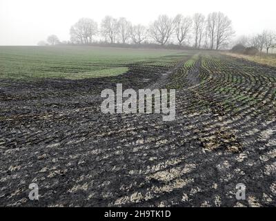 Champ fraîchement fertilisé en hiver, Allemagne, Rhénanie-du-Nord-Westphalie Banque D'Images