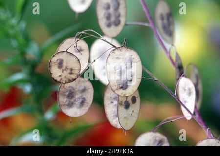 Usine d'honnêteté, l'honnêteté annuelle (Lunaria annua), les fruits avec des graines Banque D'Images