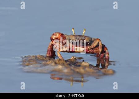 Crabe fiddler marocain, crabe fiddler européen (Uca tangeri), marche en eau peu profonde, vue arrière, Espagne, Andalousie, Sanlucar de Barrameda Banque D'Images