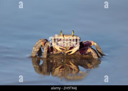 Crabe fiddler marocain, crabe fiddler européen (Uca tangeri), femme assise en eau peu profonde, vue de face, Espagne, Andalousie, Sanlucar de Barrameda Banque D'Images