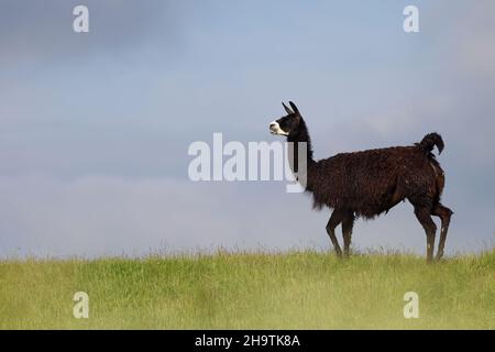 Alpaga (Lama pagos, Vicugna pacos), debout au groenland sur la digue, pays-Bas, pays-Bas du Nord, Medemblik Banque D'Images