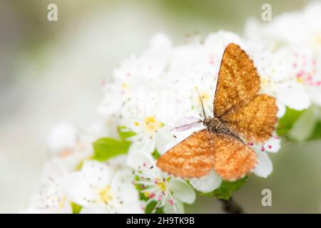 La lande commune (Ematurga atomaria), se trouve sur des fleurs de poire, Allemagne, Bavière Banque D'Images