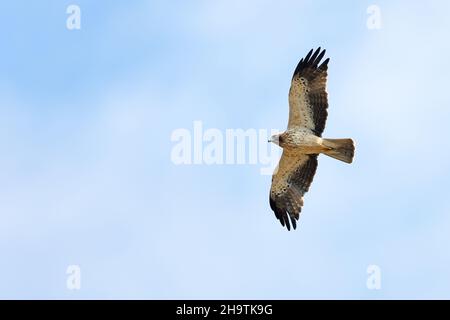 Aigle à démarrage (Hieraaetus pennatus, Aquila pennata), en vol, phase légère, Espagne,Andalousie, Tarifa Banque D'Images