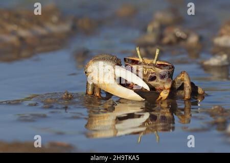 Crabe fiddler marocain, crabe fiddler européen (Uca tangeri), homme marchant dans des eaux peu profondes, vue de face, Espagne, Andalousie, Sanlucar de Barrameda Banque D'Images