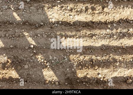 Terrain préparé pour la plantation. Sur le sol fait des lits de fleurs dans lesquels sont plantées des graines Banque D'Images