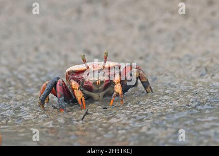 Crabe fiddler marocain, crabe fiddler européen (Uca tangeri), femelle marchant sur la rive, vue de face, Espagne, Andalousie, Sanlucar de Barrameda Banque D'Images