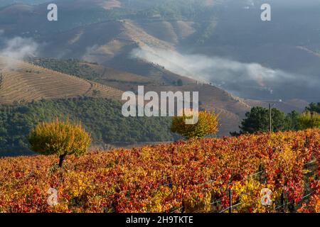 Paysage d'automne coloré de la plus ancienne région viticole du monde dans la vallée du Douro au Portugal, différentes variétés de vignes plantées sur des vignobles en terrasse, pr Banque D'Images