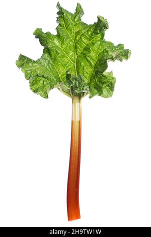 Rhubarbe, fond blanc, feuille, tige, maison, un, légume, processus, nourriture, culinaire, jaune, rouge, nourriture et boisson, vert, blanc, isolé, cuisine Banque D'Images