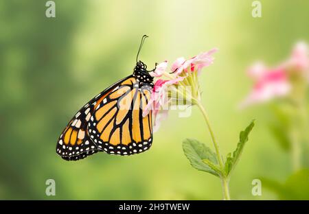 macro d'un monarque papillon / danaus plexippus, vue latérale reposant sur des fleurs de verveine, sur un fond vert Banque D'Images
