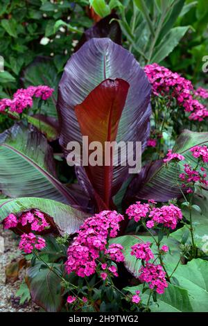 dianthus barbatus oeschberg,doux william,fleurs rouges pourpres,Ensete ventricosum Maurelii,banane éthiopienne,banane abyssinienne,banane rouge,musa,sombre,départ Banque D'Images