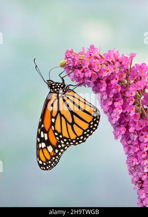 Macro d'un monarque papillon / danaus plexippus, vue latérale reposant sur une fleur rose de la tordeuse Banque D'Images