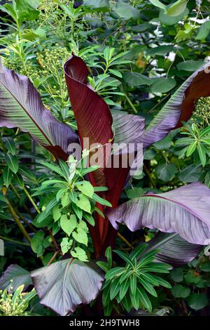 Ensete ventricosum Maurelii,banane éthiopienne,banane abyssinienne,banane rouge,fleur,floraison,schéma de plantation mixte,schéma de plantation inhabituel,plan inhabituel Banque D'Images