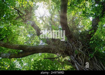 une voûte d'arbre centenaire vue d'en dessous, avec le tronc au premier plan et les rayons du soleil filtrant à travers les branches et les feuilles vertes, horizon Banque D'Images