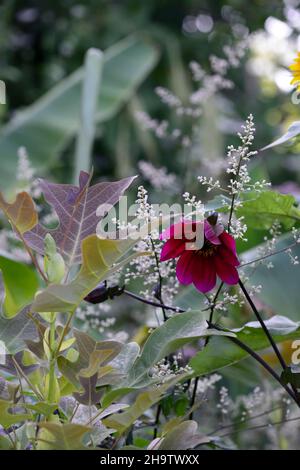 Liriodendron chinense,Tulip Tree chinois,Artemisia lactiflora Guizhou,mugwort blanc,dahlia violet profond,feuilles,feuillage,feuilles attrayantes,fol attrayant Banque D'Images