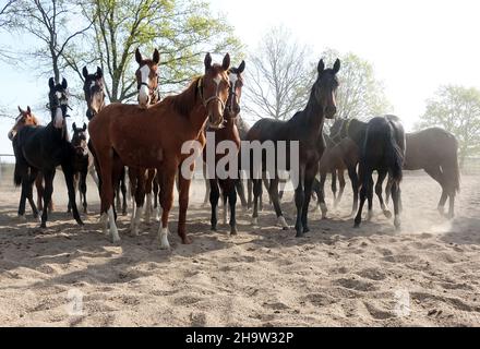 '28.04.2020, Allemagne, Saxe, Graditz - chevaux sur un enclos de sable regarder curieusement l'observateur.00S200428D139CAROEX.JPG [AUTORISATION DU MODÈLE : NON, PROPRIÉTÉ Banque D'Images