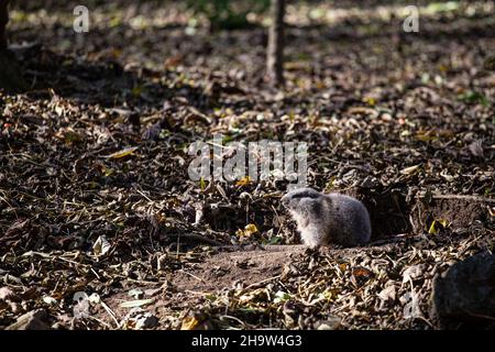 Marmotte à fourrure à côté de son trou d'origine sur un terrain forestier d'automne Banque D'Images