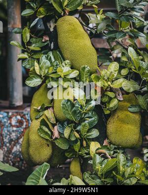 Gros plan de la jaquette (Artocarpus heterophyllus) sur un arbre Banque D'Images