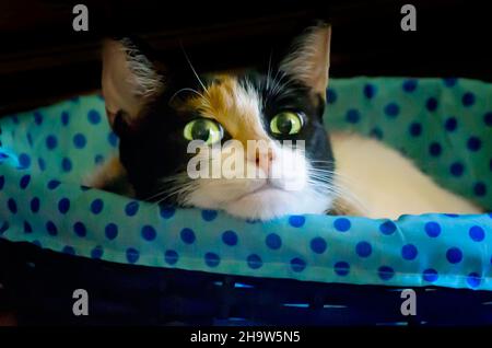 La citrouille, un chat calico de quatre ans, se pose dans un panier, le 13 mai 2021, à Coden, Alabama. Banque D'Images