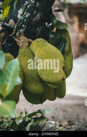 Gros plan de la jaquette (Artocarpus heterophyllus) sur un arbre Banque D'Images