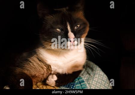 Twinkie, un chat siamois, pose sur un lit, 7 février 2017, à Coden, Alabama. Banque D'Images