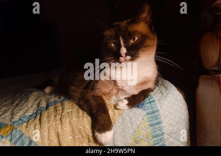 Twinkie, un chat siamois, pose sur un lit, 7 février 2017, à Coden, Alabama. Banque D'Images