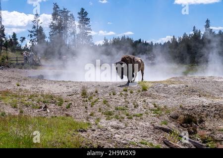 Wyoming, États-Unis - 28 juin 2021 : le bison émerge près d'une source d'eau chaude près du volcan de boue du parc national de Yellowstone Banque D'Images