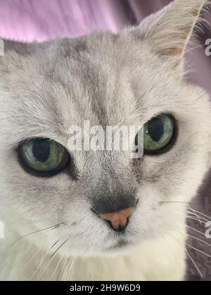 Gros plan de chat gris clair attentif avec un regard sérieux Banque D'Images