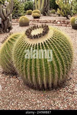Cactus de tonneau avec de petites pierres en arrière-plan dans le jardin Banque D'Images