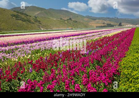 Les delphiniums fleurissent dans un champ floral commercial, Lompoc, Californie Banque D'Images