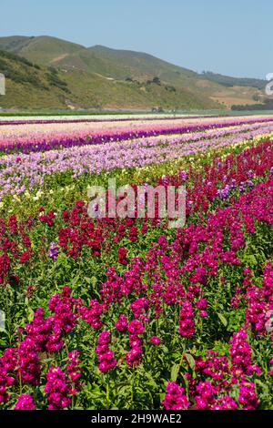 Les delphiniums fleurissent dans un champ floral commercial, Lompoc, Californie Banque D'Images