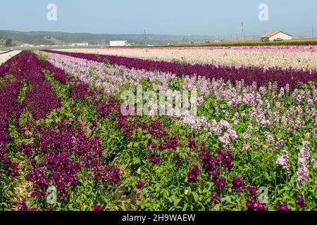 Les delphiniums fleurissent dans un champ floral commercial, Lompoc, Californie Banque D'Images