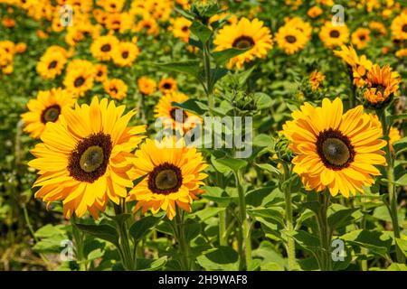 Les tournesols fleurissent dans un champ de fleurs commerciales, Lompoc, Californie Banque D'Images