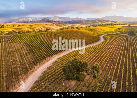 Vue aérienne du vignoble d'automne sur Happy Canyon Road, Santa Ynez Valley, Californie Banque D'Images