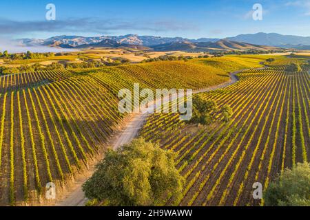 Vue aérienne du vignoble d'automne sur Happy Canyon Road, Santa Ynez Valley, Californie Banque D'Images