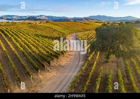 Vue aérienne du vignoble d'automne sur Happy Canyon Road, Santa Ynez Valley, Californie Banque D'Images