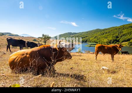 Vue sur le lac de Biviere et les vaches de pâturage, parc national de Nebrodi, Sicile, Italie Banque D'Images