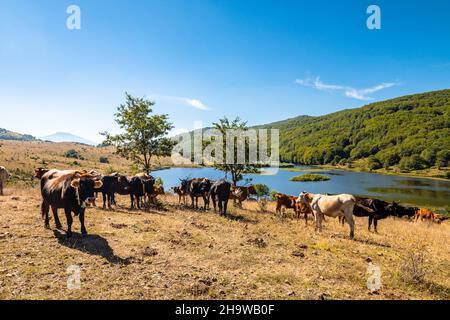 Vue sur le lac de Biviere et les vaches de pâturage, parc national de Nebrodi, Sicile, Italie Banque D'Images