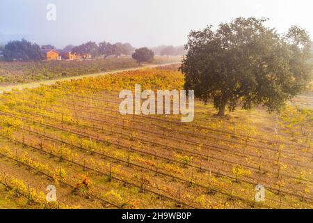 Vue aérienne de Roblar Vineyard aux couleurs de l'automne et de la Barn Barrel le matin d'une brumeuse, Santa Ynez Valley, Californie Banque D'Images