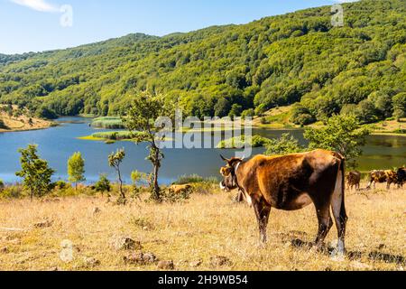 Vue sur le lac de Biviere et les vaches de pâturage, parc national de Nebrodi, Sicile, Italie Banque D'Images